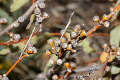 Eucalyptus yalatensis