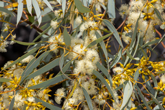 Eucalyptus yalatensis