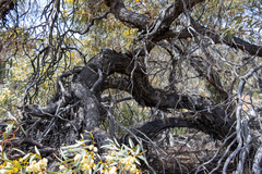 Eucalyptus yalatensis