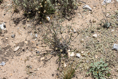 Podolepis rugata rugata