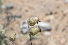 Podolepis rugata rugata