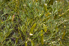 Senna artemisioides quadrifolia