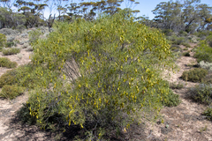 Senna artemisioides quadrifolia