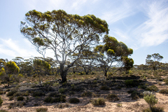 Eucalyptus brachycalyx