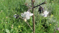 Anchusa strigosa