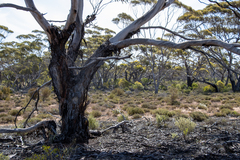 Eucalyptus brachycalyx