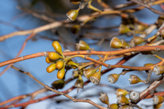 Eucalyptus brachycalyx