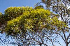 Eucalyptus brachycalyx