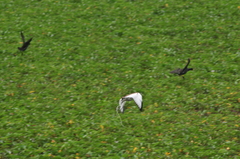 Hydrophasianus chirurgus