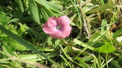 Linum pubescens