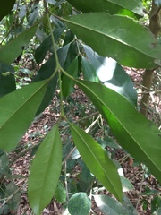 Cassipourea malosana