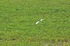 Hydrophasianus chirurgus