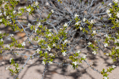 Kippistia suaedifolia