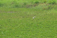 Hydrophasianus chirurgus