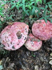 Butyriboletus regius