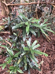 Podocarpus fasciculus