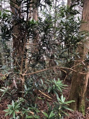 Podocarpus fasciculus