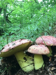 Butyriboletus regius