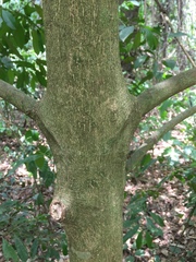 Cassipourea malosana