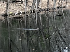 Castorimorpha