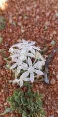 Lapeirousia plicata