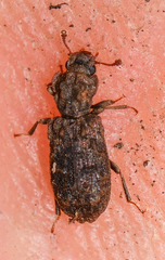 Zopheridae