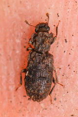 Zopheridae