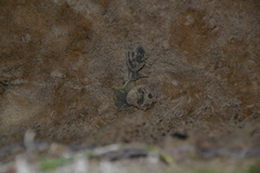 Ampullaceana balthica