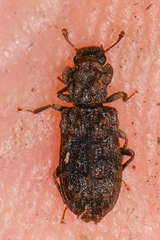Zopheridae
