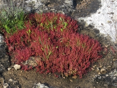 Sedum microcarpum