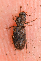 Zopheridae