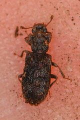 Zopheridae