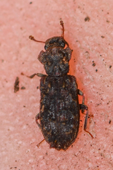 Zopheridae