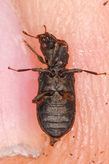 Zopheridae