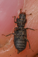 Zopheridae