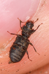 Zopheridae