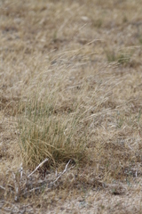 Nassella cernua