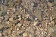 Theodoxus fluviatilis