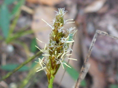 Divisae