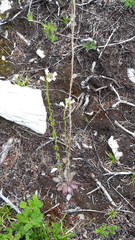 Arabis sagittata borealis