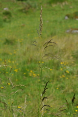 Deschampsia cespitosa cespitosa