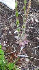 Arabis sagittata borealis