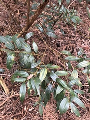 Cinnamomum subavenium