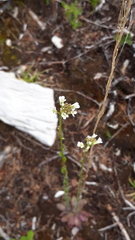 Arabis sagittata borealis