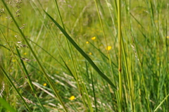 Deschampsia cespitosa cespitosa