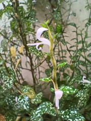 Plectranthus verticillatus