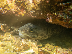 Genypterus tigerinus