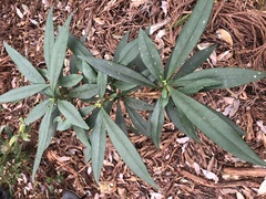 Symplocos wikstroemiifolia