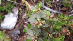 Rhododendron adamsii