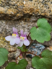 Cymbalaria muralis